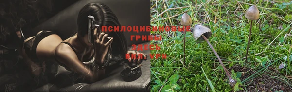 PSILOCYBIN Белокуриха