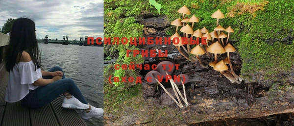 PSILOCYBIN Белокуриха