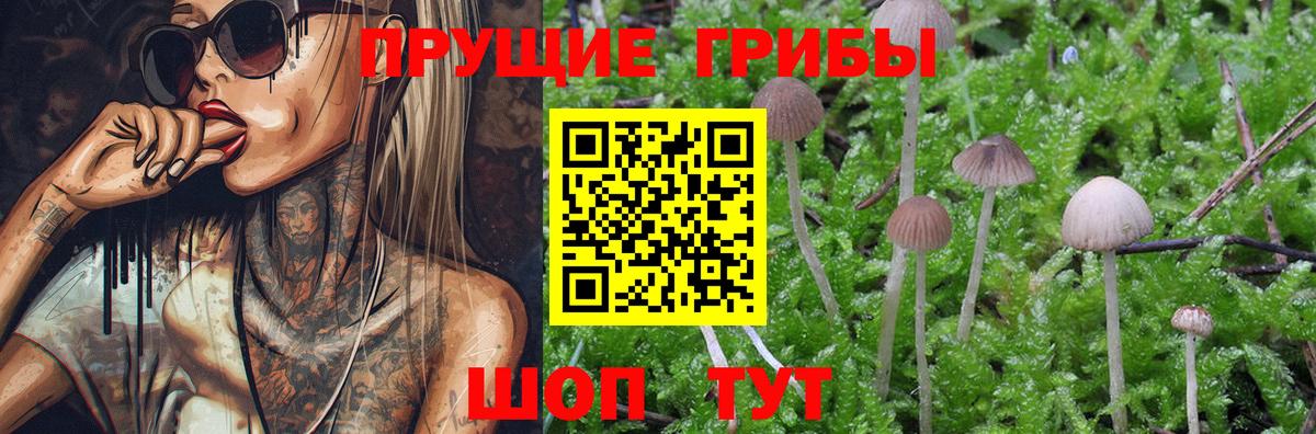 сколько стоит  Бор  Галлюциногенные грибы Psilocybe  Псилоцибиновые грибы Magic Shrooms 